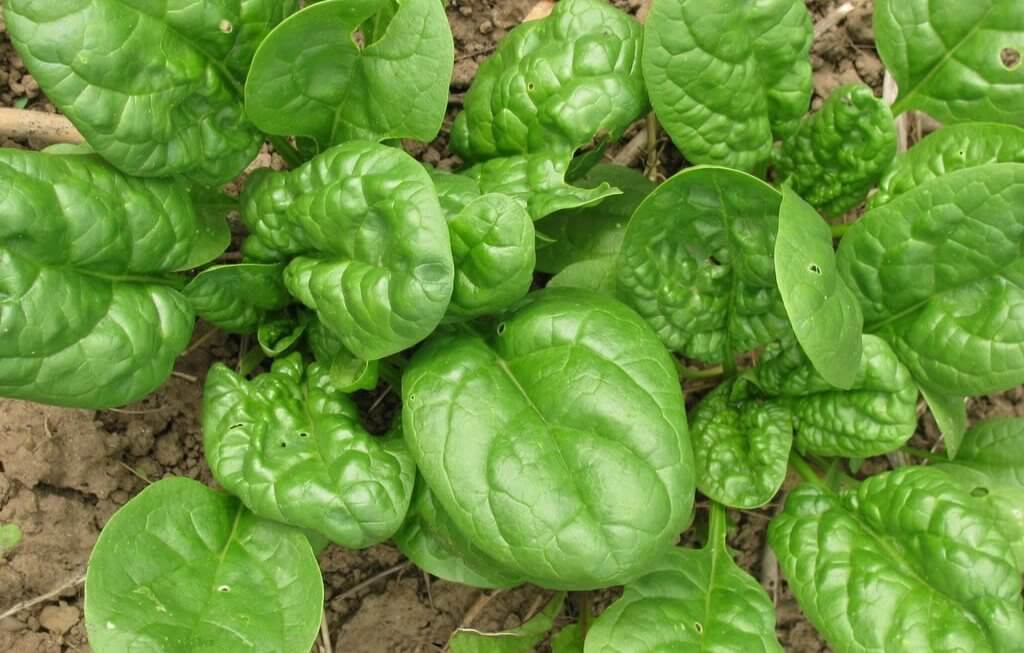 Health and Nutritional Benefits of Spinach