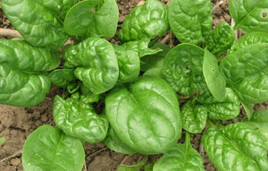 Health and Nutritional Benefits of Spinach