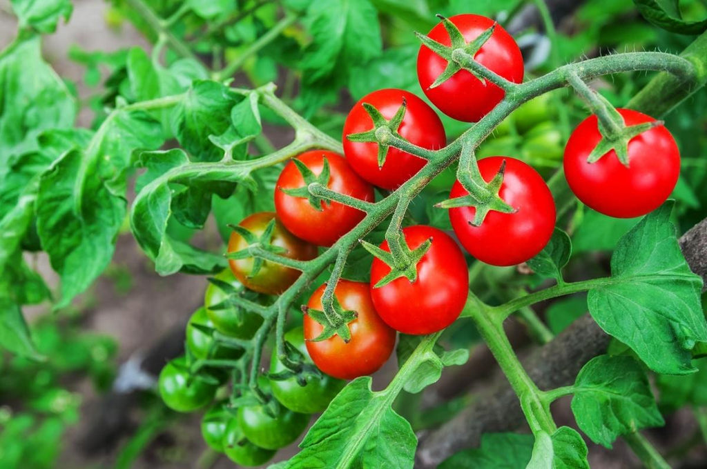 Health Benefits of Tomatoes