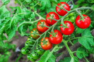 Health Benefits of Tomatoes